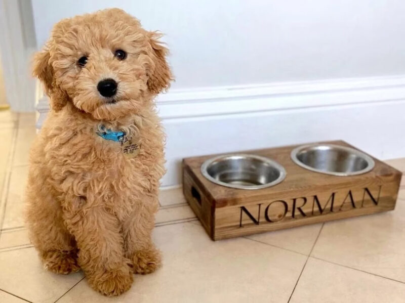 Our Little Red Barn | Personalised Pine Dog Bowl Standard Feeder