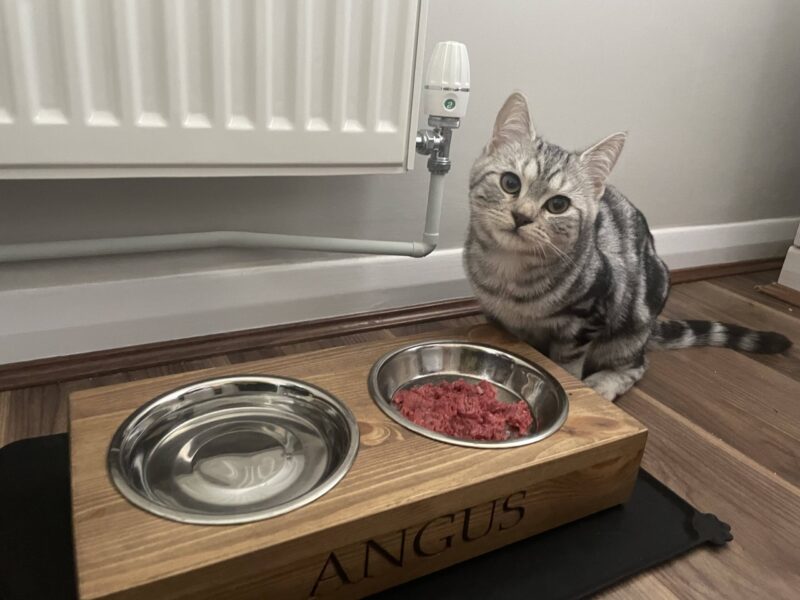 Personalised Cat/Small Dog Bowl Feeder - Image 7